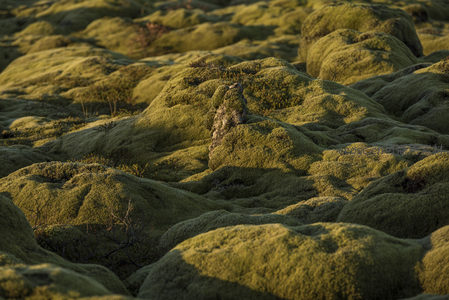 微距下的苔藓丘陵，细节如绒毯