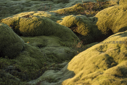 夕阳下的苔原秘境，绿浪翻涌