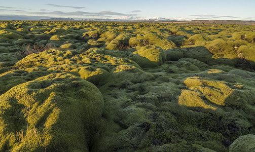 航拍视角下的苔藓平原，辽阔无垠