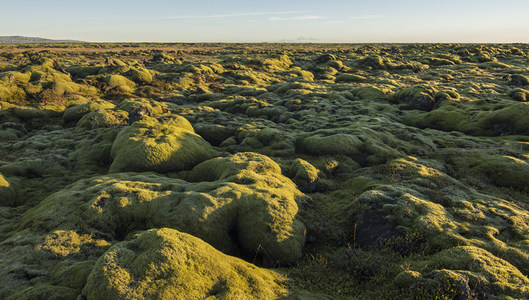 苔藓覆盖的火山岩地貌