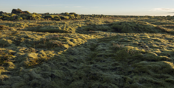 光影交织的苔藓草原