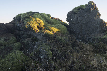 岩石缝隙中的生命绿意
