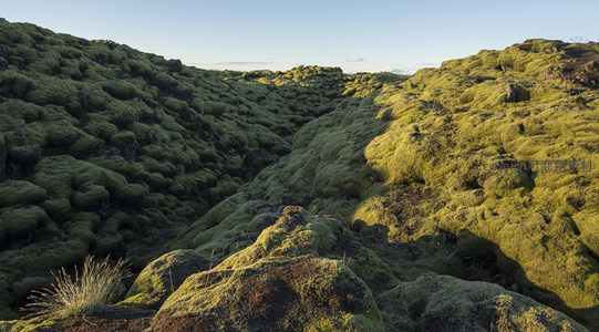 苔藓峡谷的绿色秘境