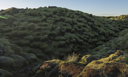 苔藓覆盖的火山岩地貌在夕阳下泛着绿光