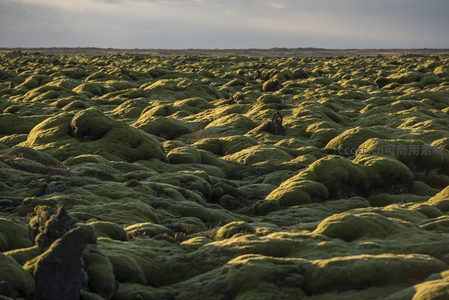 无垠苔原如绿色海洋般起伏延展至天际