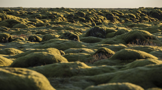 低角度特写展现苔藓覆盖岩石的柔软质感