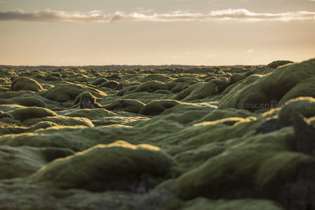 苔藓覆盖的火山岩地貌在夕阳下泛着绿光