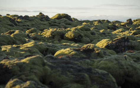 微距镜头下的苔藓火山岩，细节纹理清晰可见