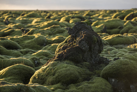 孤独的苔藓覆盖岩石矗立在无垠绿野之中