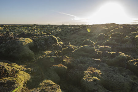 苔藓覆盖的火山岩在夕阳下熠熠生辉