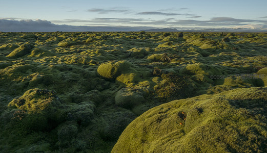 近观苔藓覆盖的岩石，生机勃勃