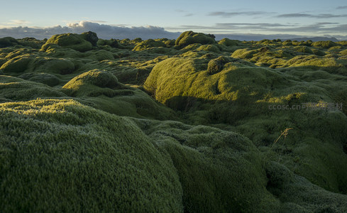 苔藓覆盖的火山岩地貌在晨光中熠熠生辉