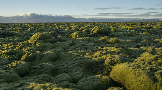 广袤苔原在日出时分铺展无垠绿色地毯