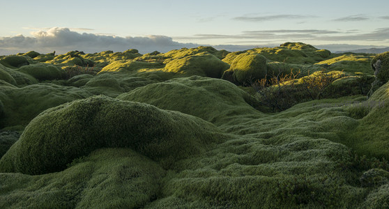 起伏的苔藓丘陵沐浴在金色夕阳余晖里