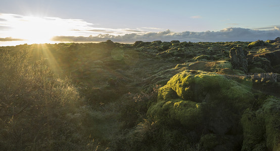 苔藓覆盖的火山岩在夕阳下熠熠生辉
