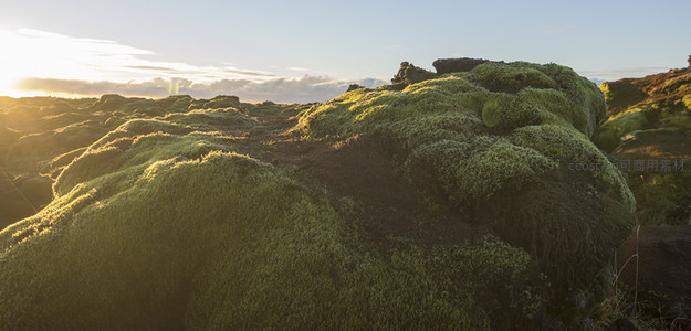 微距下的苔藓火山岩纹理细节特写