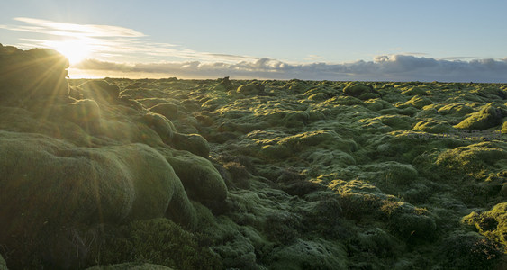 晨曦中的苔藓火山岩地貌全景