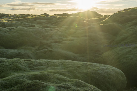 晨曦中的苔藓丘陵，波浪般延展至天际