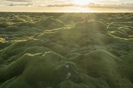 航拍视角下的苔藓熔岩海，沐浴金色晨光