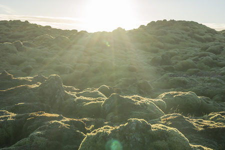 阳光洒落苔藓岩层，勾勒出大地的肌理