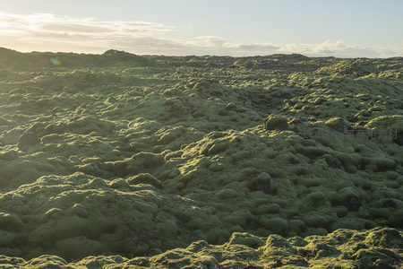 苔藓覆盖的火山岩地貌在夕阳下熠熠生辉