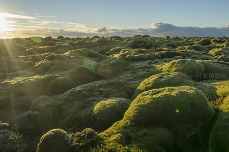 微距视角下的苔藓火山岩细节纹理