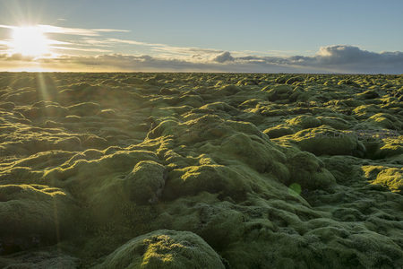 苔藓覆盖的火山岩在夕阳下泛着绿光