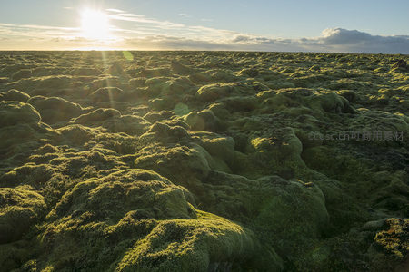 金色阳光洒满苔藓原野如绿毯铺展