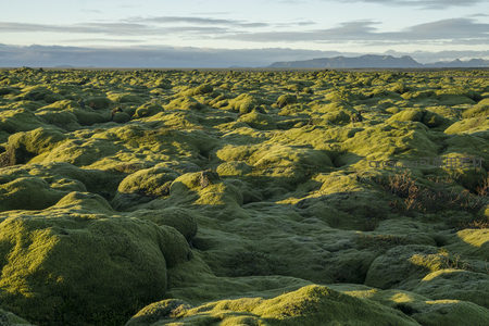无垠苔藓大地，如绿色波浪涌动