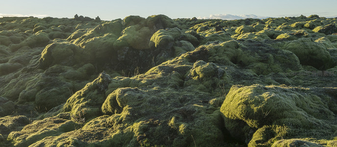 晨光中的苔原奇景，如梦似幻