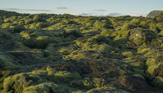 光影交错的苔藓山谷，自然画卷