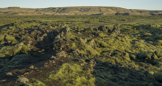 火山熔岩上的生命绿洲