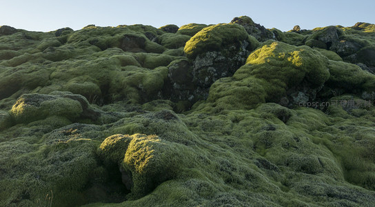 阳光下的苔藓山丘特写