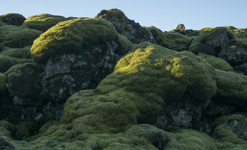 苔藓覆盖的火山岩地貌，绿意盎然