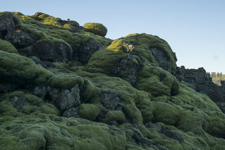 青苔如毯铺满山丘，静谧而壮丽