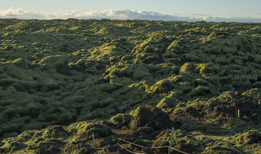 无垠苔藓原野，如绿色海洋般起伏