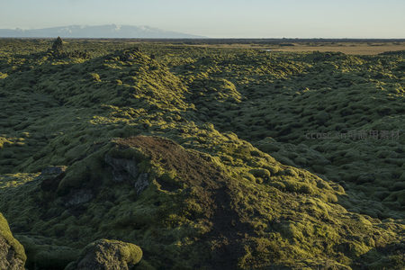 苔藓覆盖的火山岩地貌，生机盎然