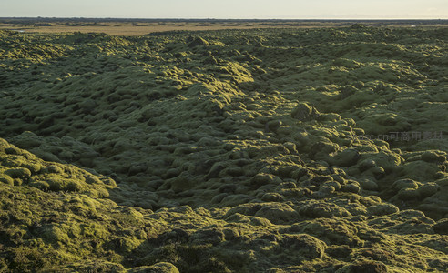 无垠苔原，绿意如毯铺展大地
