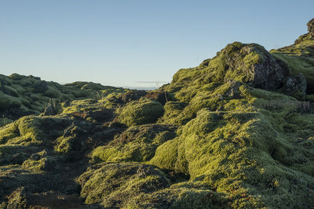苔藓与岩石共生，谱写自然诗篇
