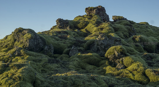苔藓山丘沐浴晨光，静谧如画