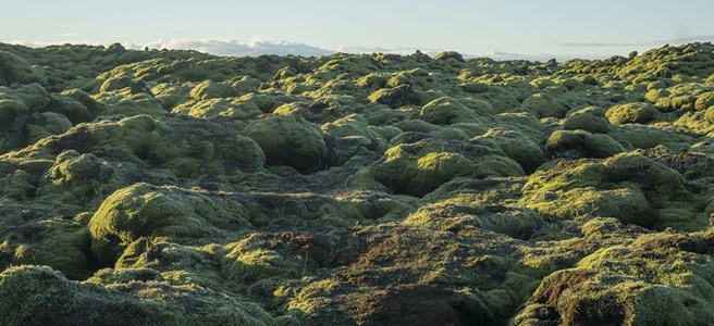 连绵苔藓地貌，如绿色波浪起伏