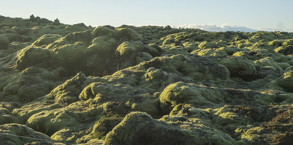 阳光穿透苔藓层，温暖大地