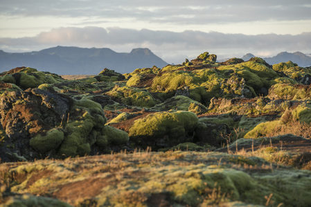 苔藓覆盖的火山岩地貌在晨光中熠熠生辉