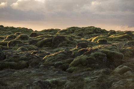 苔藓覆盖的火山岩在夕阳下泛着绿光