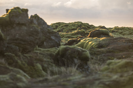 特写镜头下苔藓与岩石的纹理细节