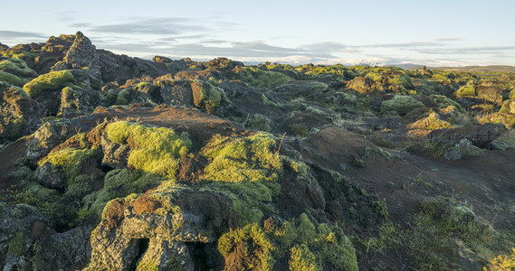 广阔苔原在晨光中铺展至天际线