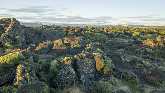 苔藓覆盖的火山岩地貌在晨光中