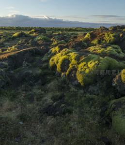 微距下的苔藓火山岩生态细节