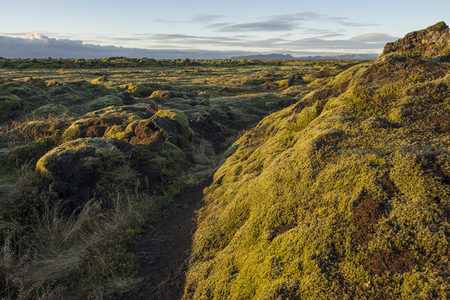 蜿蜒小径穿行苔藓峡谷，绿意盎然