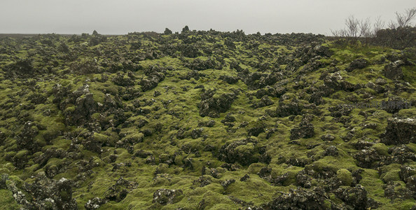 阴天里翠绿苔藓覆盖的岩原
